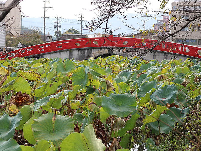 青井阿蘇神社 蓮池の写真