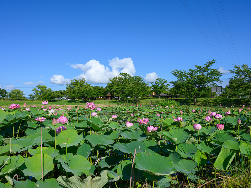 木場潟公園の写真