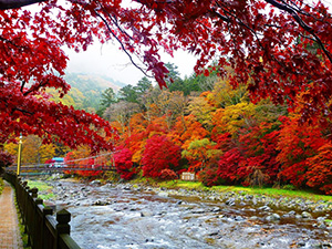 紅の吊り橋