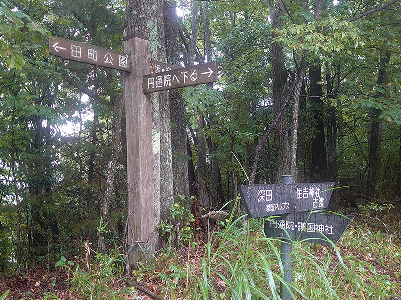 分岐の写真