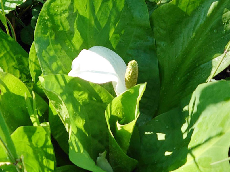 カキツバタの写真