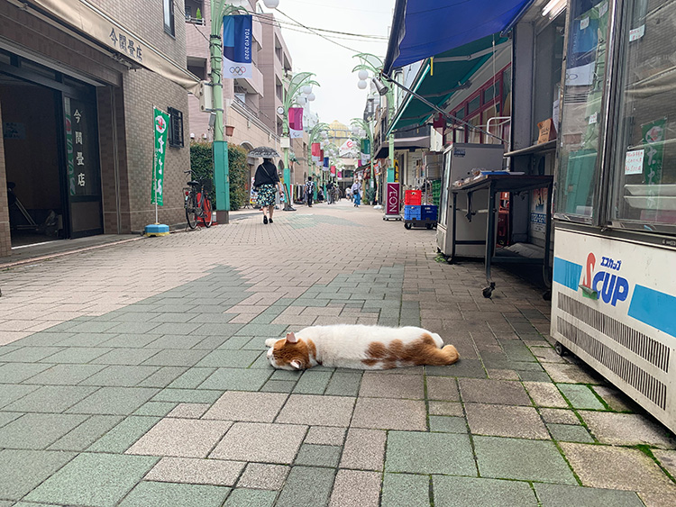 だらだら猫ちゃんの写真
