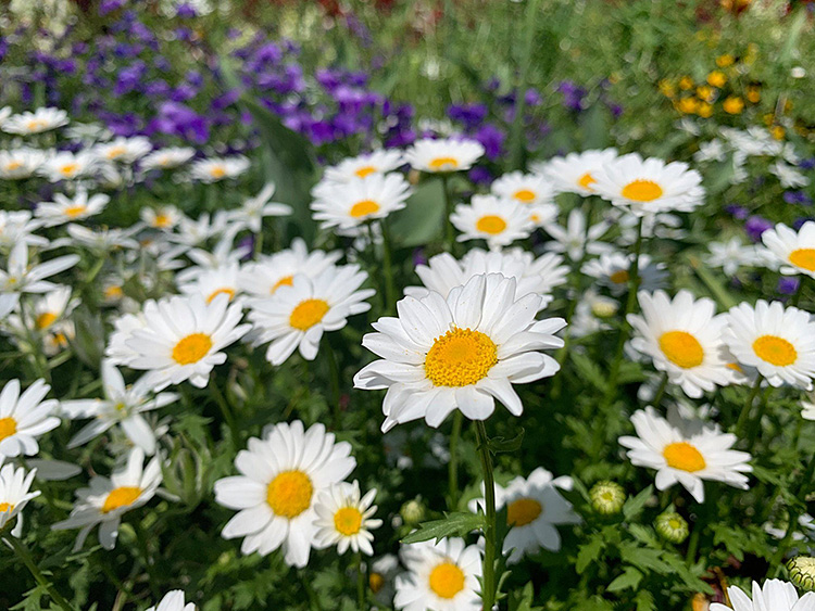 道端の美しい花々の写真