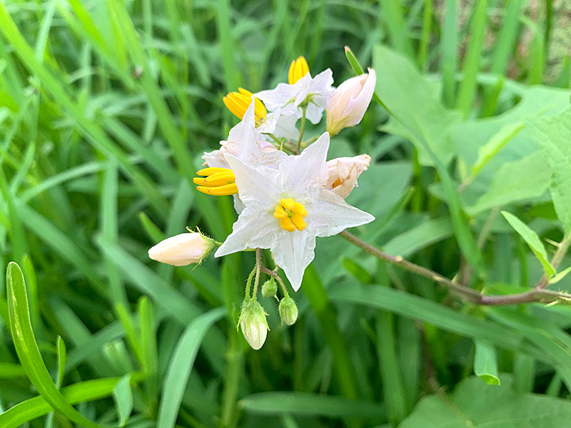 和田倉公園の花の写真