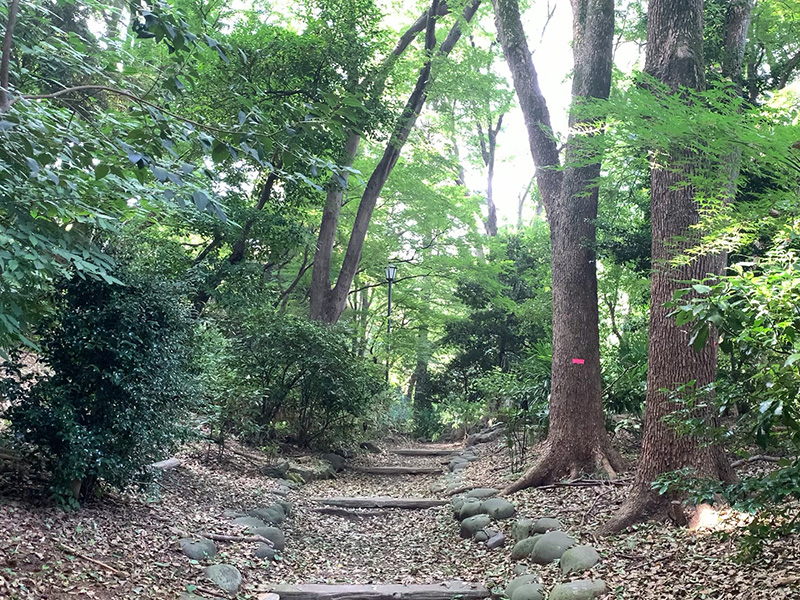 清水谷公園の道の写真