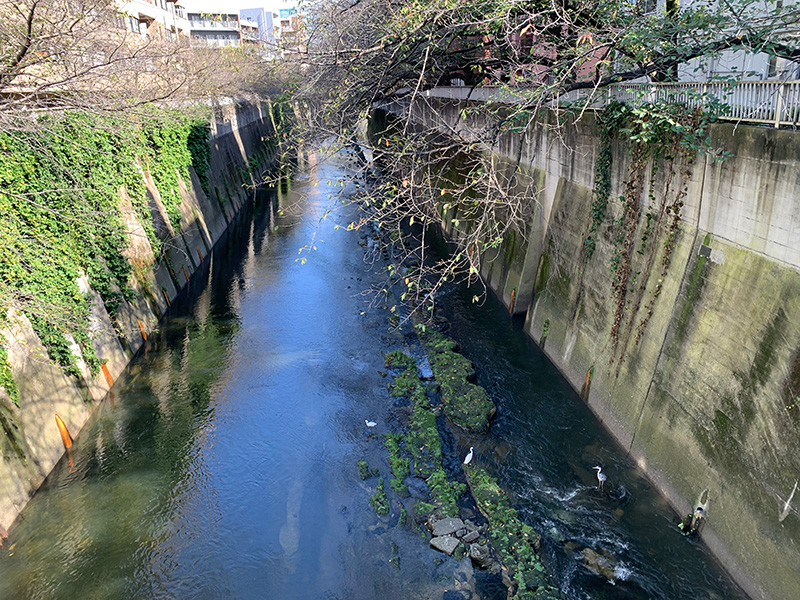 神田川の写真