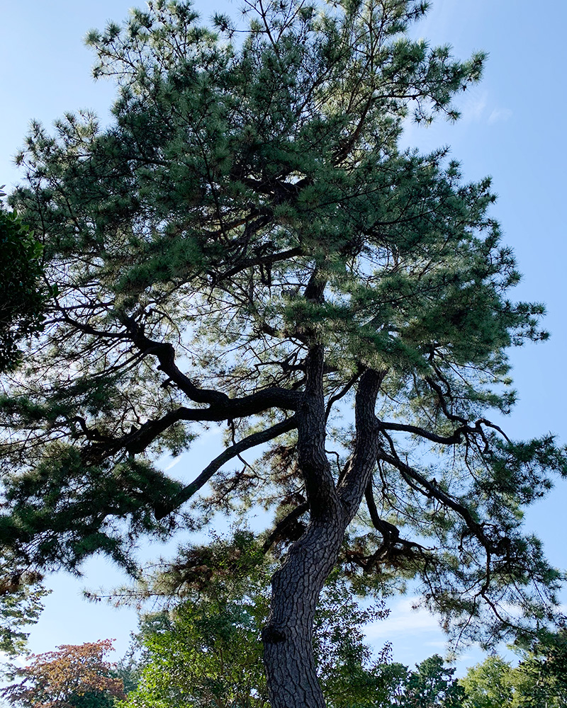 大きな松の写真