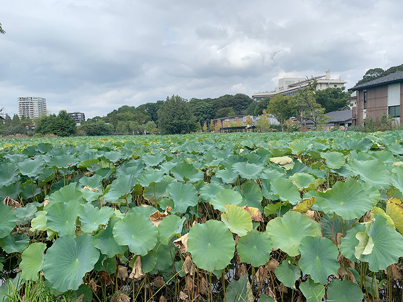不忍池の写真