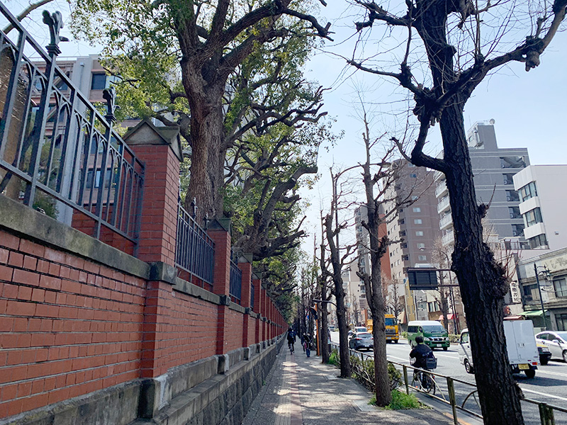 東大前から本郷通りを歩くの写真