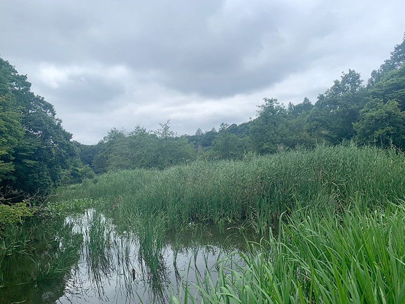 石神井公園の写真2