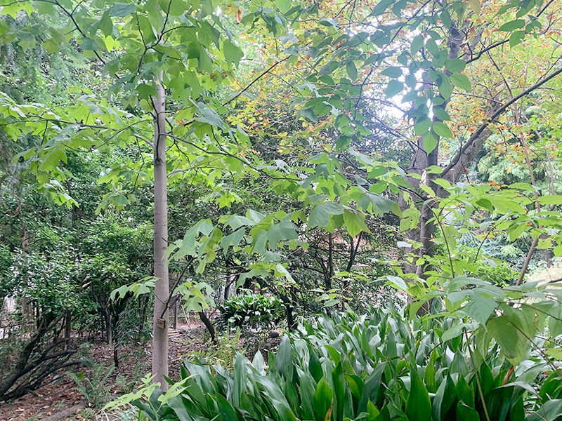 池袋の森の写真2