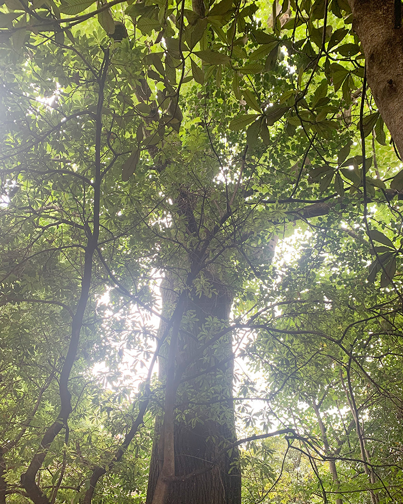 池袋の森の写真3