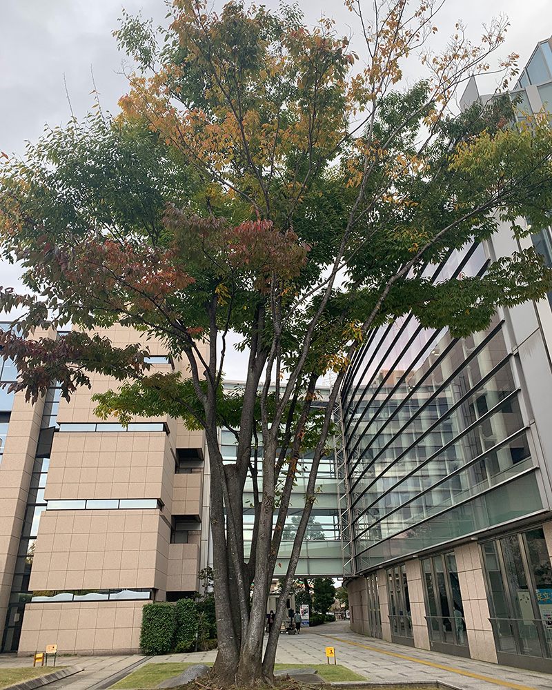 足立区役所の写真2