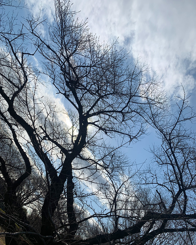 桜の木の写真2