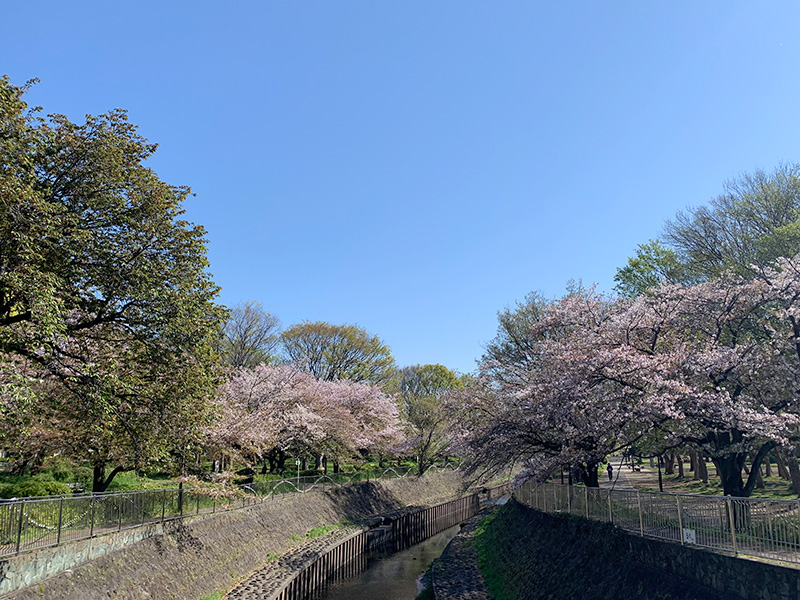 善福寺川の写真