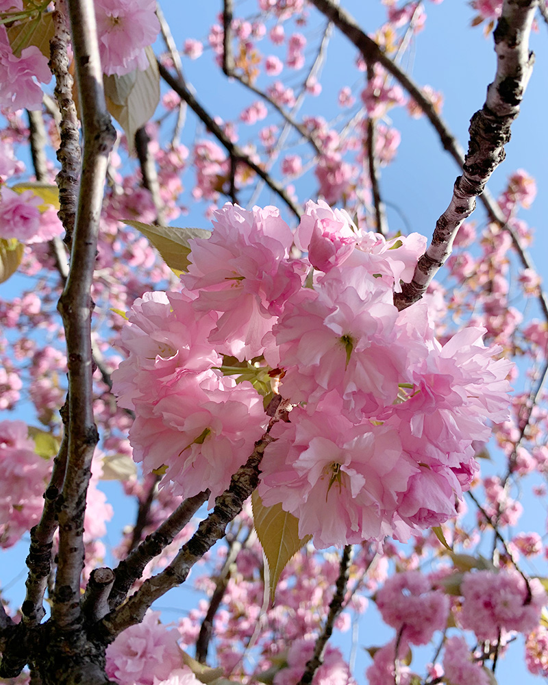 桜の写真
