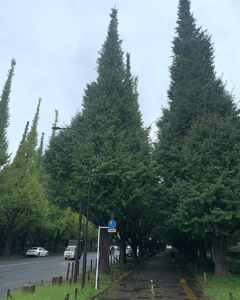 青山通りの写真