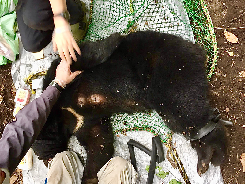 捕獲されたツキノワグマの写真