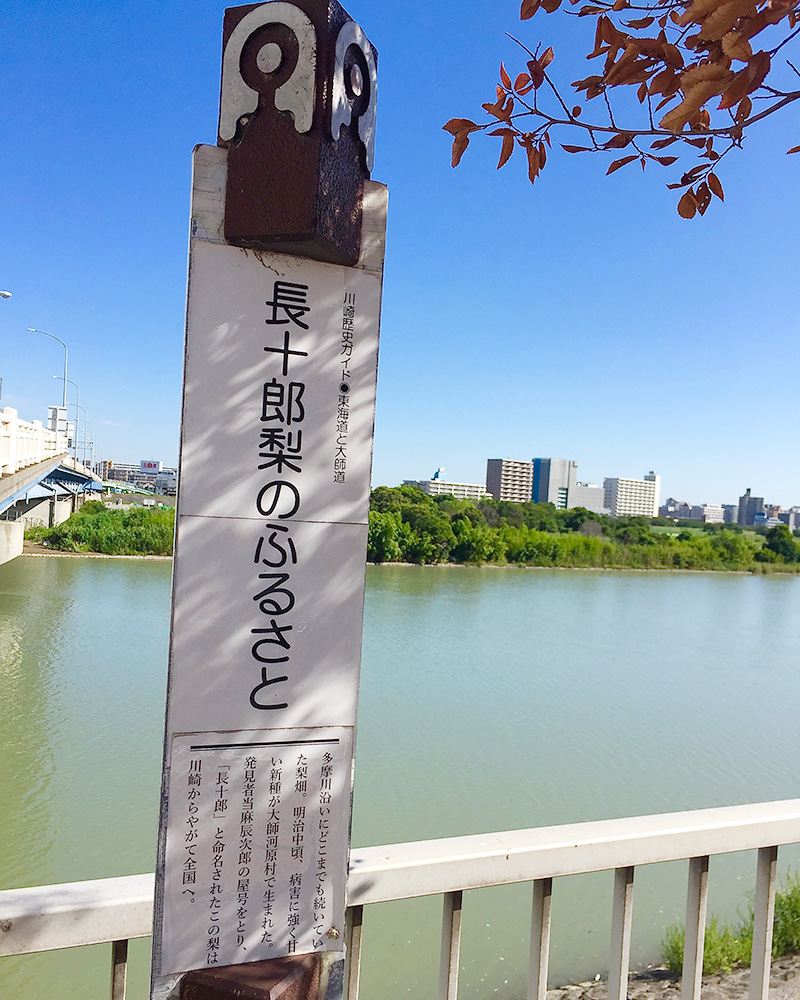 長十郎梨の写真