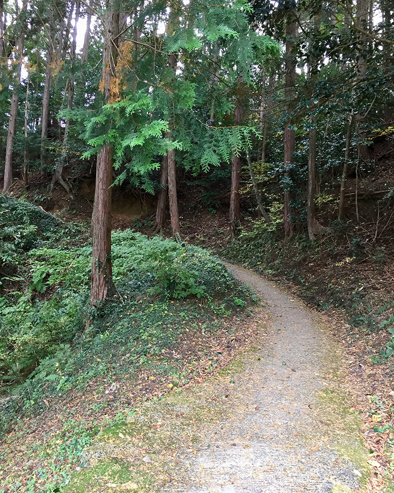 杉木立の中を歩いていくの写真