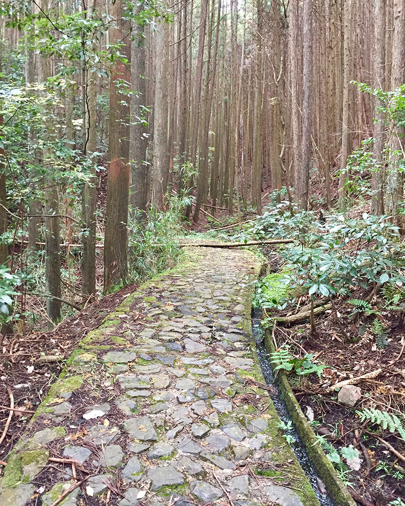 忍者が出てきそうだの写真