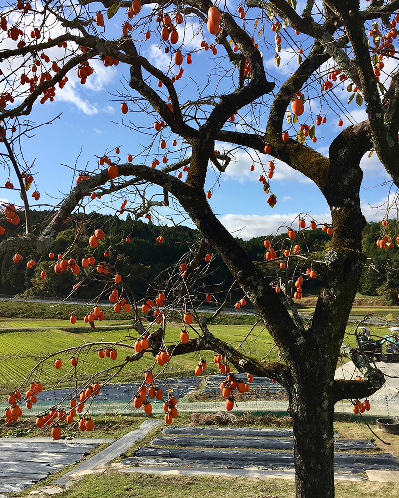 この柿が食べたいの写真