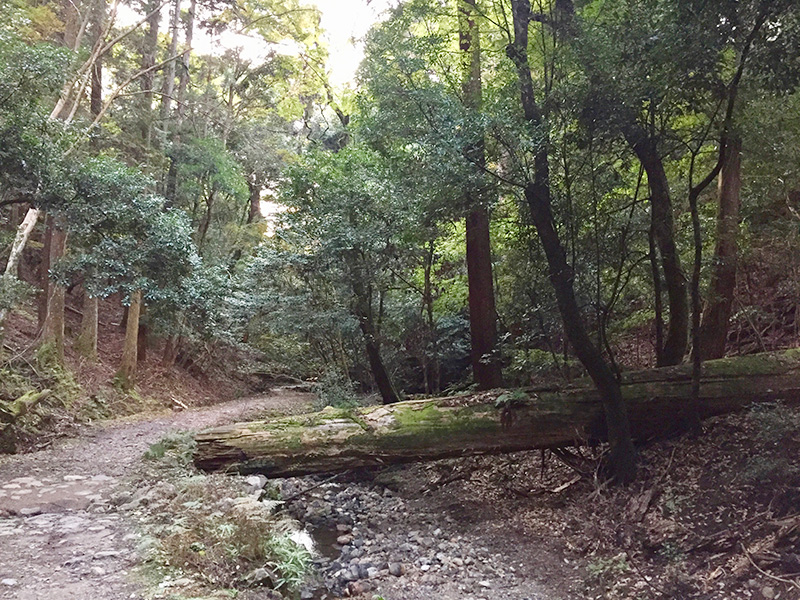 春日山原始林に入っていく写真