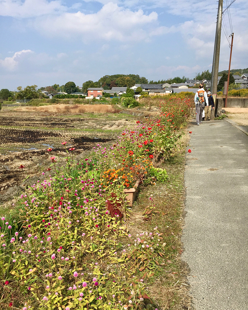 野辺の花々が美しい写真