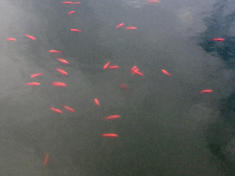 中に金魚が泳いでいる写真