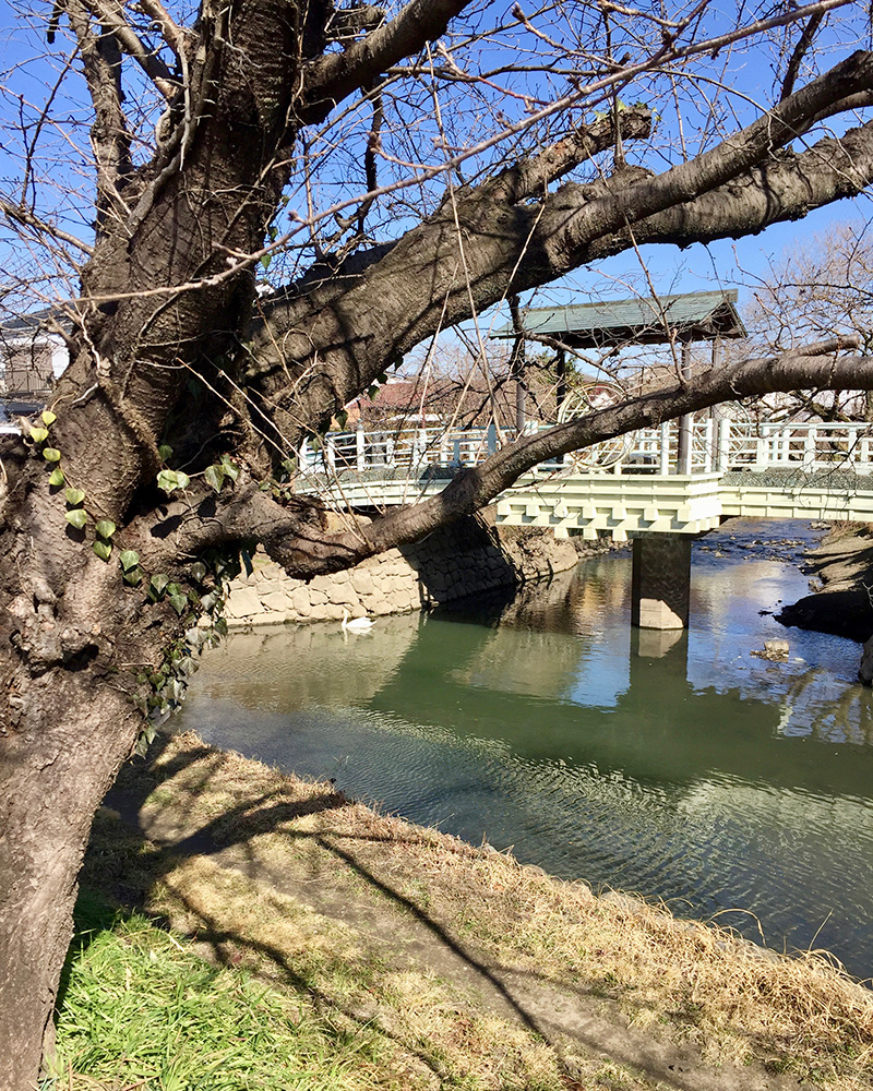 川が網の目のように流れている写真