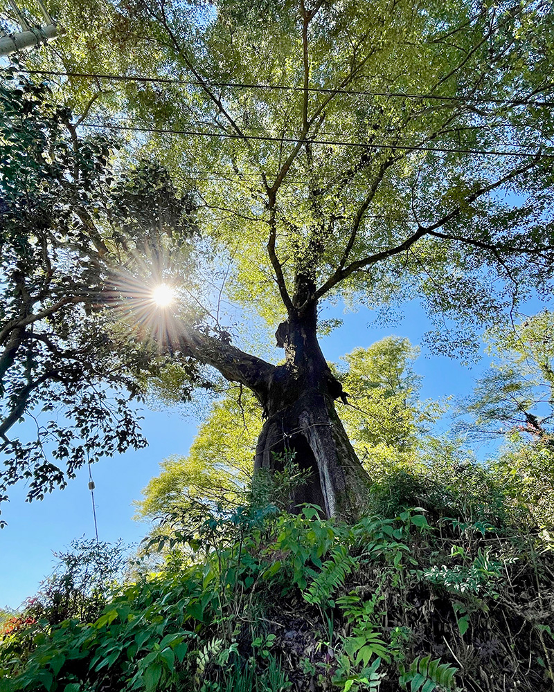 水天宮の大ケヤキの写真