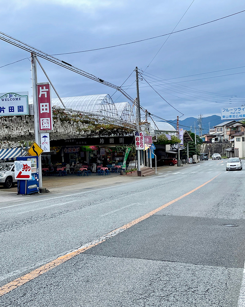 街道沿いにブドウ農園の写真