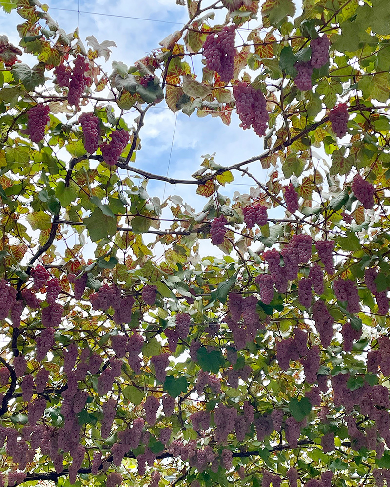 美味しそうなブドウたちの写真