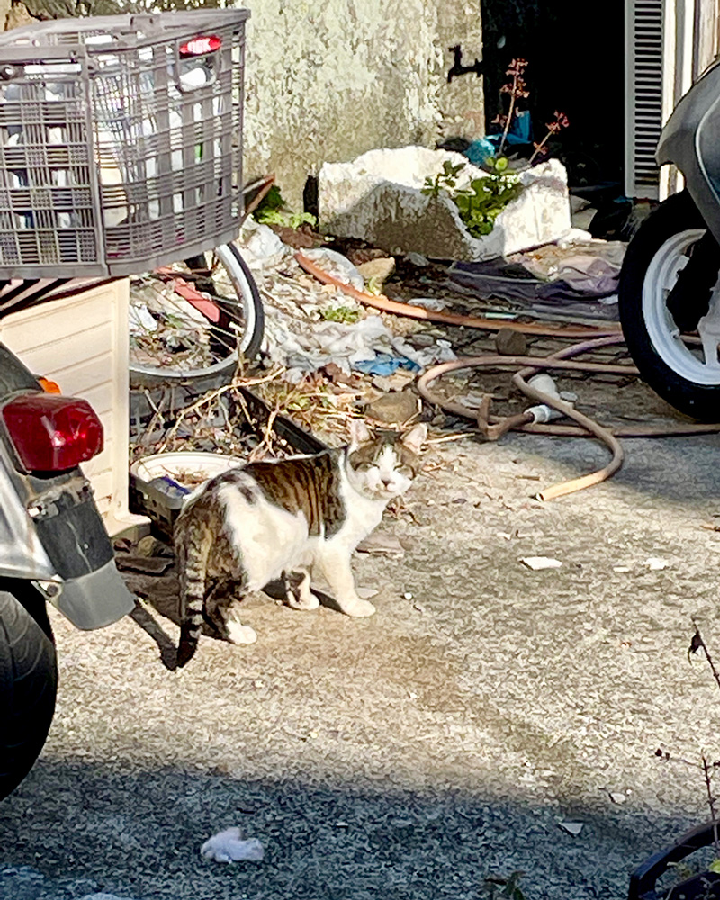 猫がくつろいでいる写真