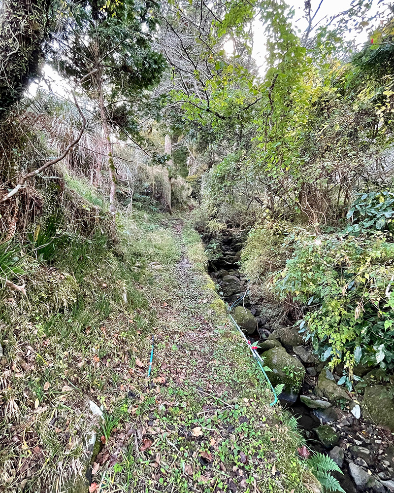 茶々丸の墓所に向かう山道の写真