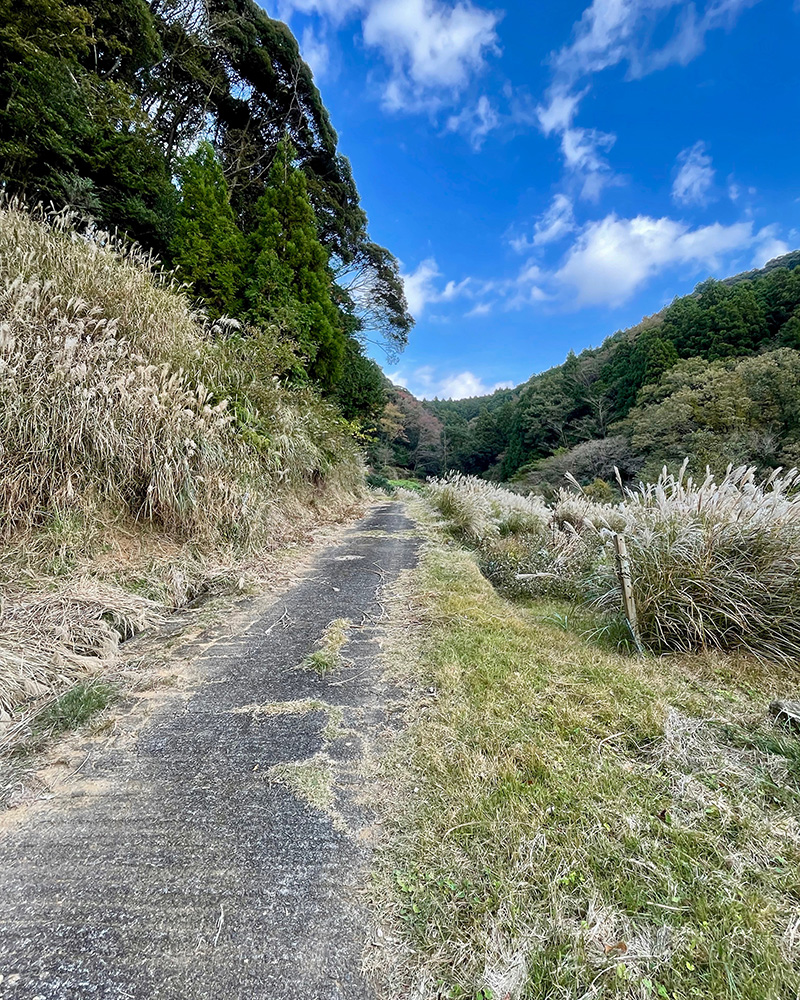 この道は辿れるようになっているのか、だんだん不安になってくる写真