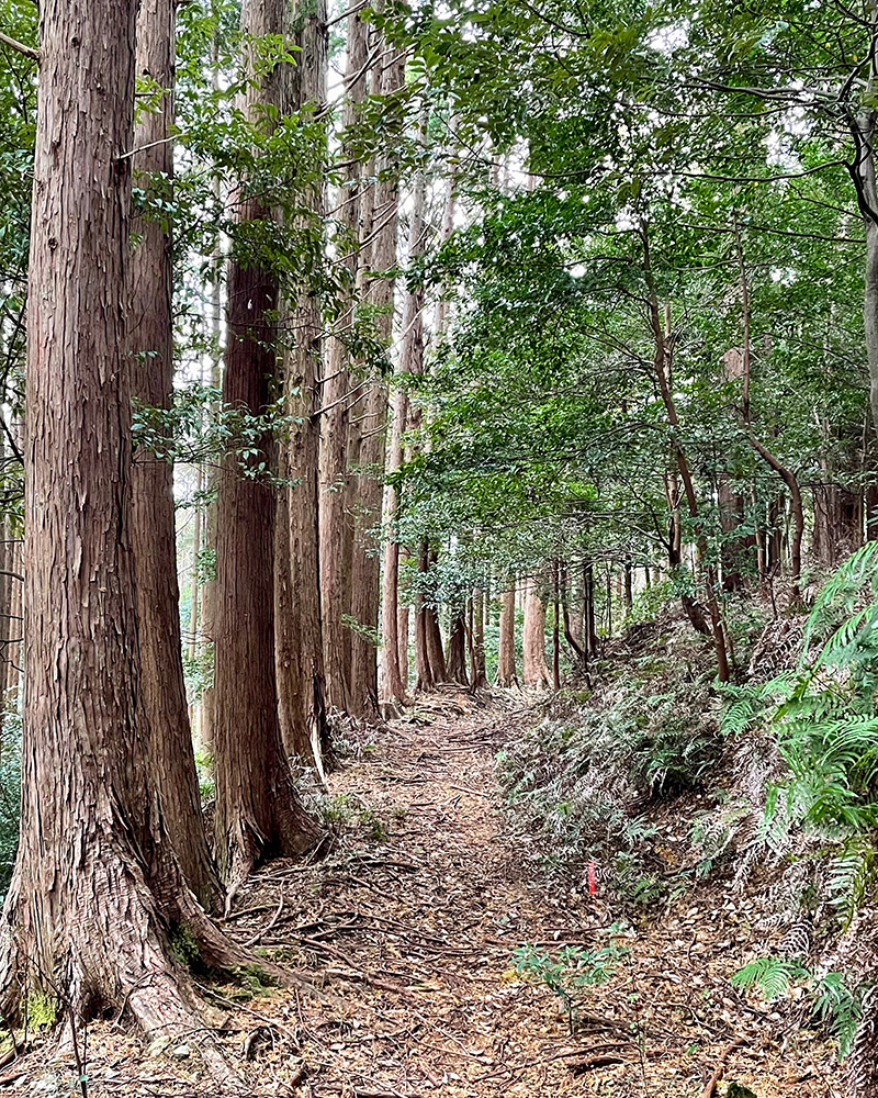 木立ちの道をひたすら下る写真