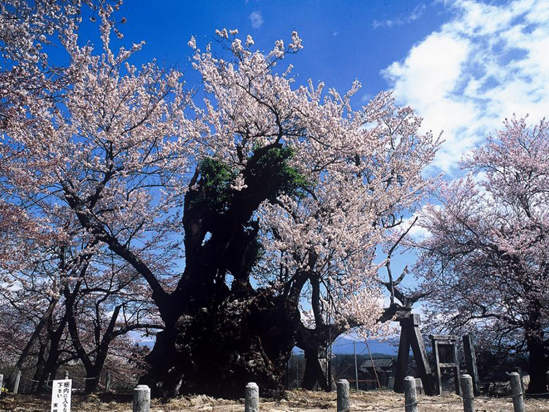 陽だまりの桜の大樹の写真
