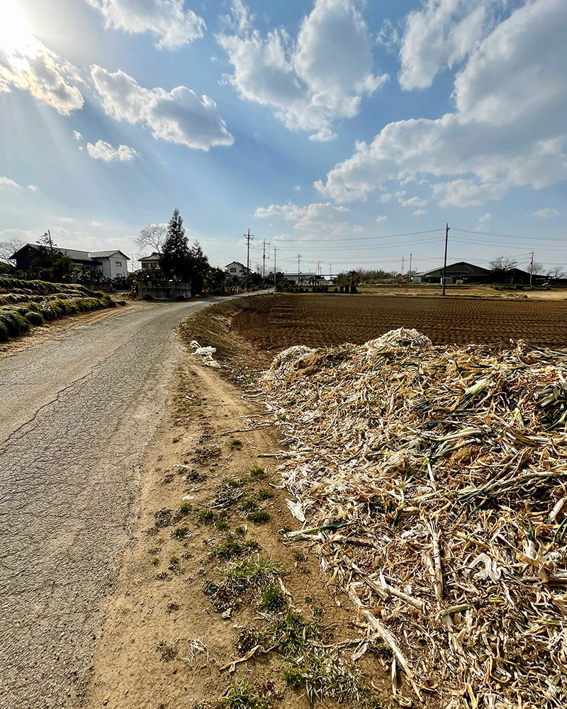 ネギ畑の横を鎌倉街道が通る写真