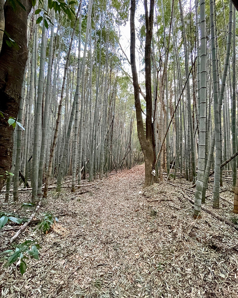 「鎌倉坂」という竹やぶの道は途中から通行止めの写真