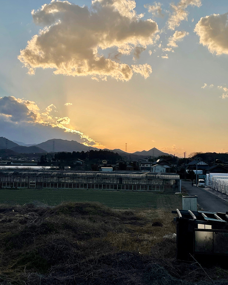 土手の上から辿った道を振り返る写真
