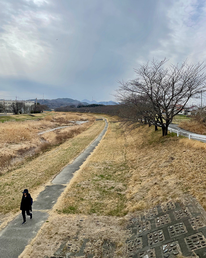 小山川沿いの桜並木、開花が待ち遠しい写真