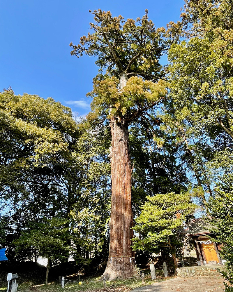 八和田神社の「逆さスギ」の写真