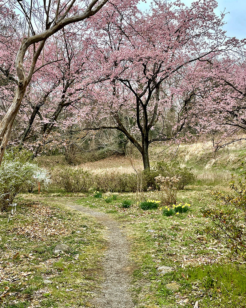 桜が咲いていた写真