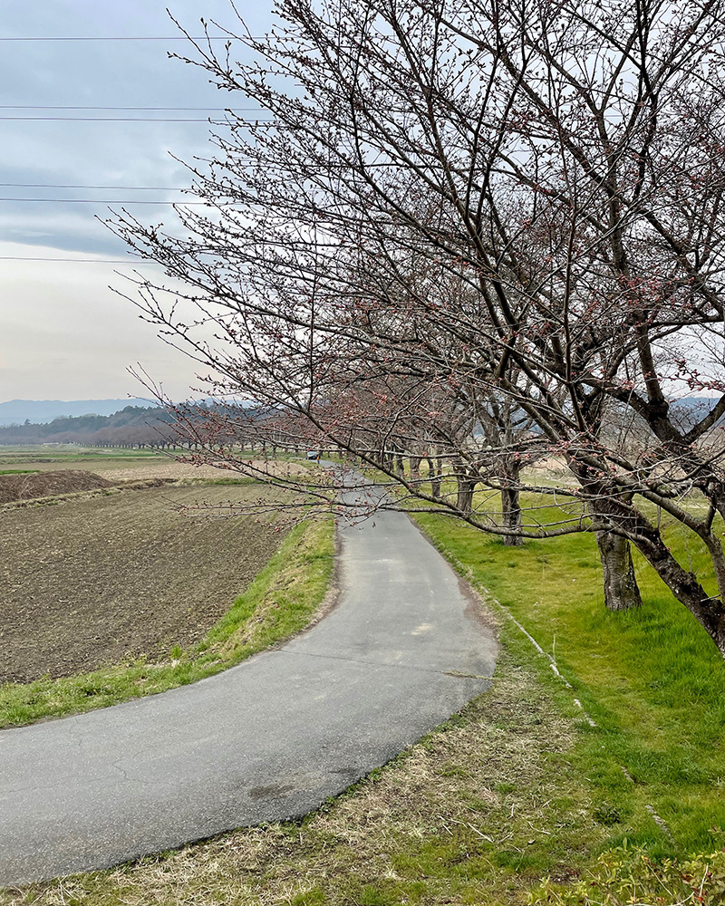 都幾川の桜堤の写真