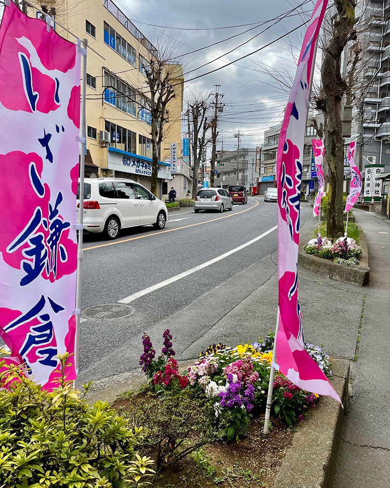 つつじ通りを行く、いざ鎌倉！の写真