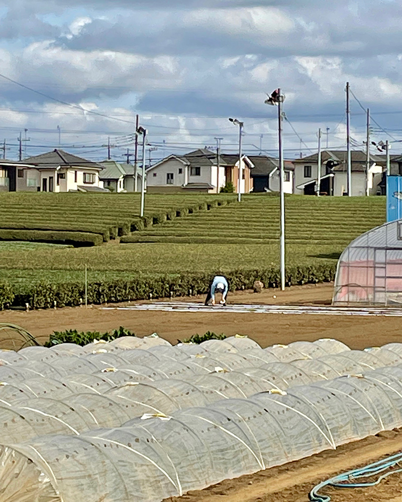 茶園の風景が広がる写真