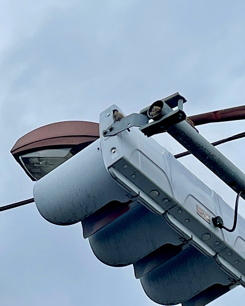 信号機にスズメの巣があった写真