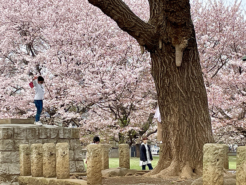 ここに七重塔があったことをこの子らは知っているだろうかの写真
