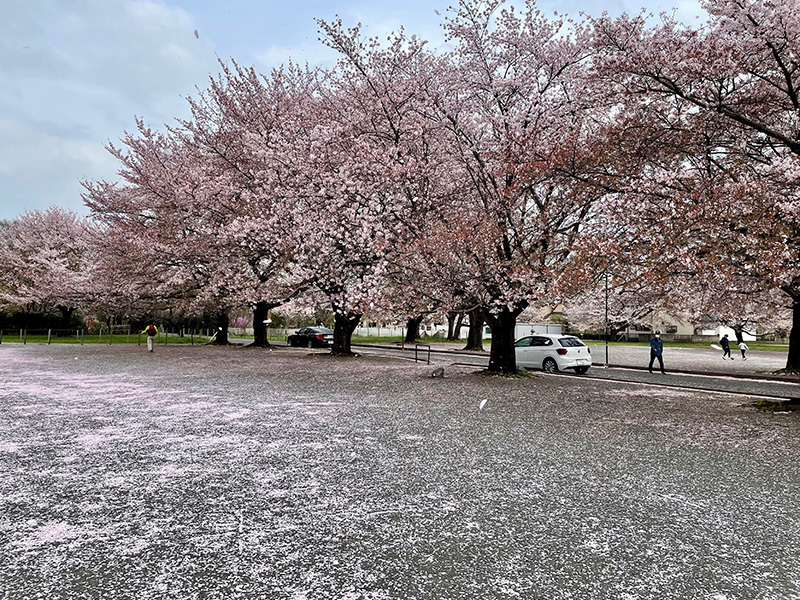 辺り一面、桜色だった写真